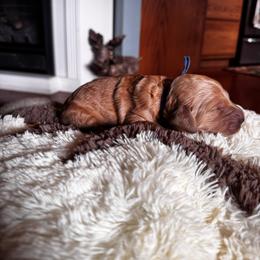 Berry - Apricot female Goldendoodle puppy in Glen Daniel, West Virginia from Dani’s Doodles