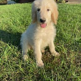 Goldendoodle Puppies from Toneytails Doodles