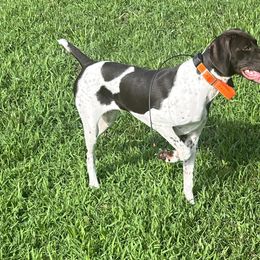 Greta - German Shorthaired Pointer