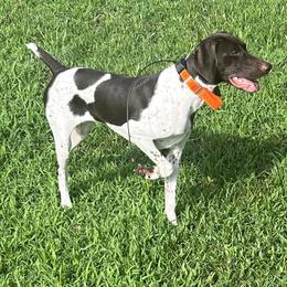 Greta - German Shorthaired Pointer