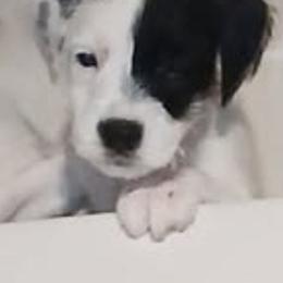 Orange collar - Black and white female Parson Russell Terrier puppy in Branford, Florida from Loyalville