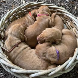 Franklin (Blue) - Golden rust male Vizsla puppy in Oconomowoc, Wisconsin from Au Sable Vizslas