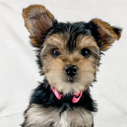 Dachshund, Great Dane, and Yorkshire Terrier Puppies from WZ Kennels