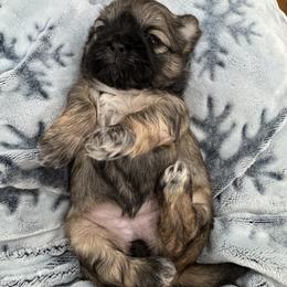 Squish Mellow - Brindle and white female Shih Tzu puppy in Fletcher, North Carolina from Shihtzu_NC