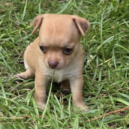 Dreamer - Fawn female Chihuahua puppy in East Camden, Arkansas from RoyAl