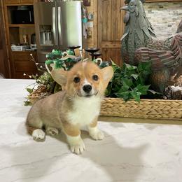 Trish - Sable female Pembroke Welsh Corgi puppy in Canton, Texas from Circle M Corgis