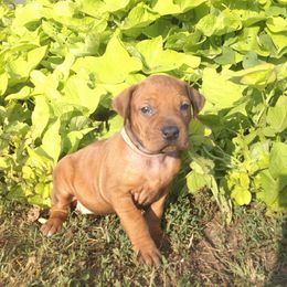 Pink - Rd whtn blk nose female Rhodesian Ridgeback puppy in Carney, Oklahoma from River Run Parson Russell terriers & River Run Ridgebacks