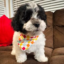 Male1 112825 - White female Maltipoo puppy in Bakersfield, California from Silvia's Maltipoos