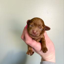 Zara Toy F1b - Red female Cavapoo puppy in Wamego, Kansas from Doodles of Oz