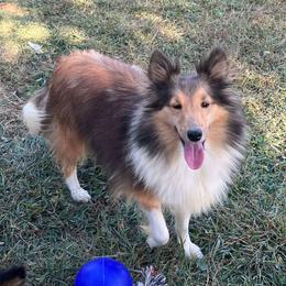 Jill - Shetland Sheepdog