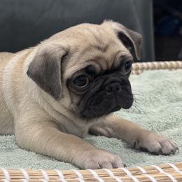 Teal Collar Boy - Fawn male Pug puppy in Troutman, North Carolina from Ohana Pugs