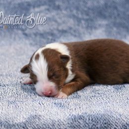 Australian Shepherd, Miniature American Shepherd, Miniature Australian Shepherd, and Toy Australian Shepherd Puppies from Painted Blue Aussies