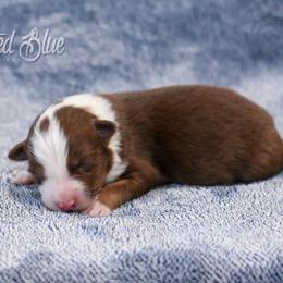 Australian Shepherd, Miniature American Shepherd, Miniature Australian Shepherd, and Toy Australian Shepherd Puppies from Painted Blue Aussies