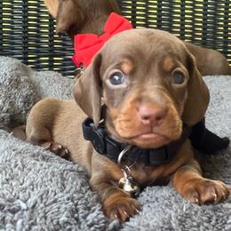Boy 3 - Chocolate and tan male Dachshund puppy in Choccolocco, Alabama from Ace’s Doxies