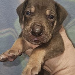 Boy 2 - Chocolate male Great Dane puppy in Biscoe, North Carolina from Clouser's Bodacious Danes