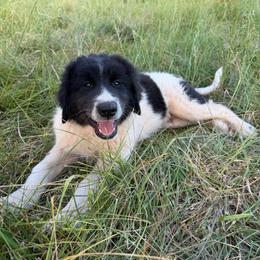 Asparuh (Ahs-par-roof) - White and black male Karakachan puppy in Hogansville, Georgia from Goshen Highlands
