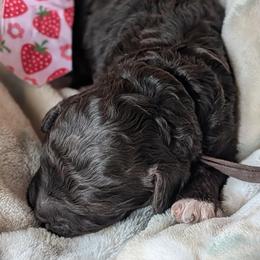 Ollie (Oleander) - Chocolate male Goldendoodle puppy in Camden, North Carolina from Oopsie Doodles of NC