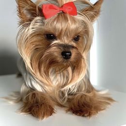 Zara - Yorkshire Terrier
