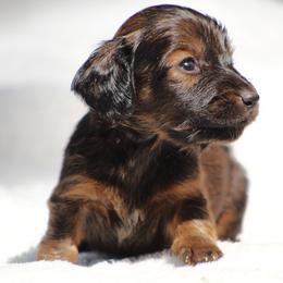 Dachshund Puppies from Tygart Creek Dachshunds