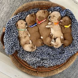 Goldendoodle and Poodle Puppies from Krispy Doodles
