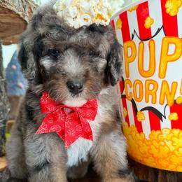 Reva Sevander - Merle female Bernedoodle puppy in Payson, Utah from All Around Royalty & Royal Whisper Companions
