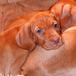 Vizsla Puppies from Mill Pond Farm Vizslas
