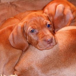 Vizsla Puppies from Mill Pond Farm Vizslas