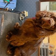 Sussex Spaniel Puppies from Brass Lite Kennel