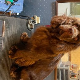 Sussex Spaniel Puppies from Brass Lite Kennel