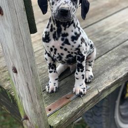 Dalmatian Puppies from Cookie & Cream Dalmatians