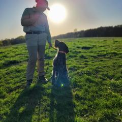German Wirehaired Pointer Puppies from Fleetwood German Wirehaired Pointers