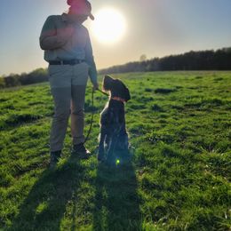 German Wirehaired Pointer Puppies from Fleetwood German Wirehaired Pointers