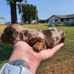 Jacob - Dapple male Dachshund puppy in Stillwater, Oklahoma from Shade Tree Dachshunds