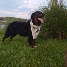 Durgona-Honey - Black tri-color female Australian Shepherd puppy in Inverness, Florida from Swamp Puppy Canine Kennel