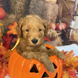 Butternut, Yellow Collar - Red  male Goldendoodle puppy in Lake Panasoffkee, Florida from Donnas Deluxe Doodles LLC