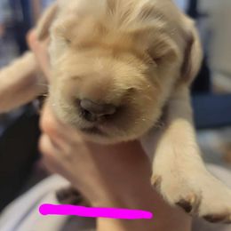 Golden Retriever Puppies from Wild Roost Goldens