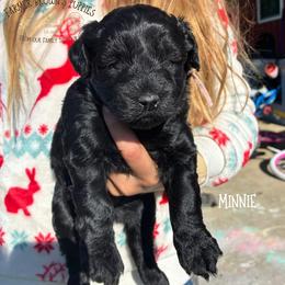 Minnie - Black female Schnoodle puppy in Sedalia, Missouri from Farmer Brown's Puppies
