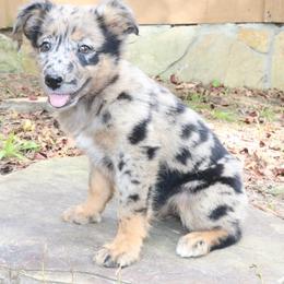 Mosaic - Blue merle female Australian Shepherd puppy in Macon, Georgia from Shaina’s Shepherds
