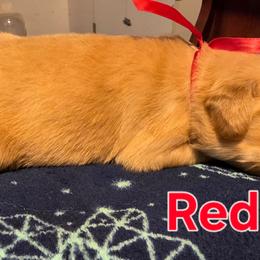 Red - Golden female Golden Retriever puppy in Taylor Ridge, Illinois from Salata Goldens