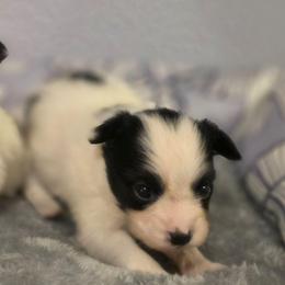 Ella - White black and tan female Papillon puppy in Myakka City, Florida from LaRae's Papillons