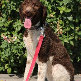 Samis - Labradoodle
