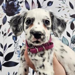 Polly Pocket - White and black female Dalmatian puppy in Gray, Georgia from Fuller Spots