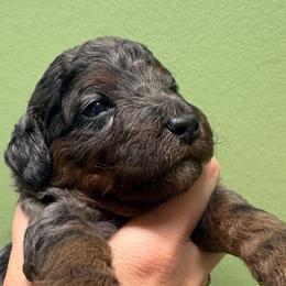 Phantom merle - Merle male Goldendoodle puppy in Maineville, Ohio from Danielle's Doodles