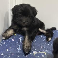 Flea - Black and tan male Lowchen puppy in Sioux Falls, South Dakota from PreVi Kennels