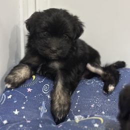 Flea - Black and tan male Lowchen puppy in Sioux Falls, South Dakota from PreVi Kennels