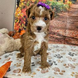 Sasha - Red female Aussiedoodle puppy in Lebanon, Missouri from Perkins Pups