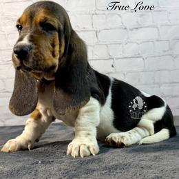 True Love - Black white and brown male Basset Hound puppy in Dingess, West Virginia from Tuckers' Howling Hounds