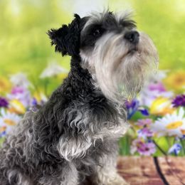 Lacey - Miniature Schnauzer