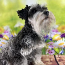 Lacey - Miniature Schnauzer