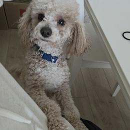 River - Apricot male Goldendoodle puppy in Saratoga Springs, Utah from Serene Canyon Doodles